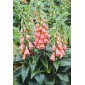 585260-digitalis-mertonensis
