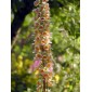 585740-digitalis-stewartii
