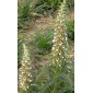 585770-digitalis-trojana-helen-troy