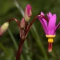 585950-dodecatheon-jeffreyi