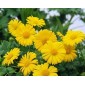 586000-doronicum-orientale