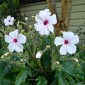 588673-geranium-maderense-guernsey-white
