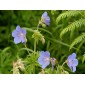 588700-geranium-pratense