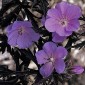 588715-geranium-pratense-purple-haze