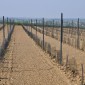807685-tegen-dieren-vraat-boomstam-netjes