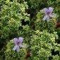 831577-geranium-roos-munt-bontbladig-lady-plymouth