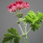 831580-geranium-hazelnoot-concolor-lace