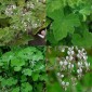 831581-geranium-pepermunt