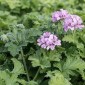 831584-geranium-roos-attar-roses