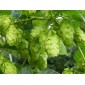 831649-hop-scheuten-tettnanger