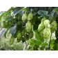 831652-hop-scheuten-merkur