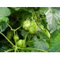 831657-hop-scheuten-perle