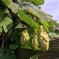 831665-hop-scheuten-westbrau