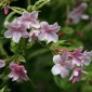 831756-roze-jasmijn