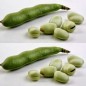 049950-tuinbonen-cuku-pupas
