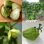 060405-chayote-smoothy