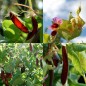 113500-peulen-red-podded-pea-turkish-red