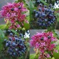 116100-fuchsia-bessen-seringbloei