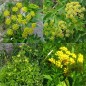 117950-gouden-alexanderbloem