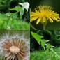 120100-havikbaard