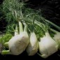 123505-knolvenkel-perfection-geant-mammouth-perfection
