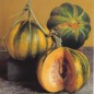 202050-echte-cantaloupmeloen-early-black-rock-noir-des-carmes