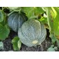 202200-cantaloupmeloen-green-climbing-vert-grimpant
