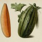 202245-echte-cantaloupmeloen-kroumir-obus