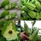 204700-okra-star-david