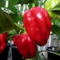 207665-peper-pot-congo-sr-gigantic-red