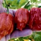 207672-peper-pot-katie