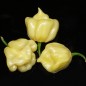 207674-peper-pot-primo-white-pod-primo-white