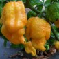 207675-peper-pot-primo-yellow-pod-primo-yellow
