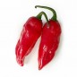 207682-peper-aji-picante-juana