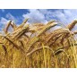 676510-triticale-hybride-sw-talentro-sequenz-twingo-dublet-stelvio
