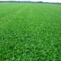 678050-microklavergazon-microclover-grass