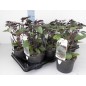 831200-bergbasilicum-blauwe-magic-mountain