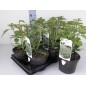 831210-bergbasilicum-witte-white-mountain