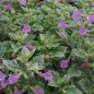 831213-bergsteentijm-bonte-variegata