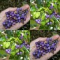 831236-blauwe-lilly-pilly