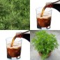 831365-cola-plant-var-maritima