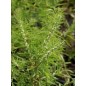 831920-muntverbena-argentijnse