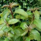 831950-munt-basilicum-basil