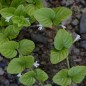 832030-munt-spaanse-yerba-buena