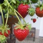 001140-doordragende-aardbei-elan-f1-golan-f1