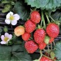001234-doordragende-basketaardbei-roman-f1-gasana-f1