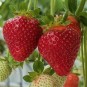 001253-jaarrond-aardbei-soraya-f1