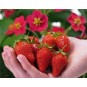 001270-aardbeien-toscana-f1