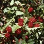 001400-aardbeispinazie