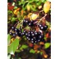 012000-appelbes-zwarte